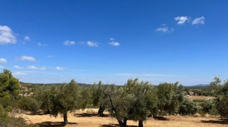 Teruel - Cretas - 31481m2