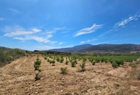Laujar de Andarax 6295&nbsp;m² 