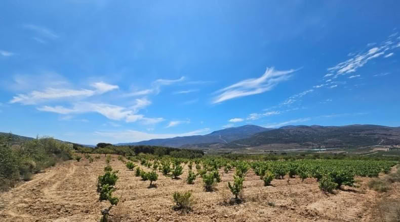 Almeria - Láujar de Andarax - 6295m2