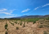 Xalet independent amb terreny en venda a la España, Laujar de Andarax, ref.: TR296922 foto