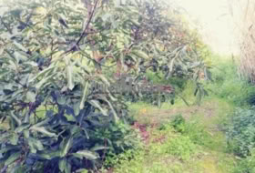 Foto 15