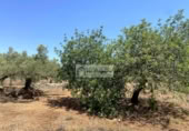 Земля на продажу у города el Perelló Фото