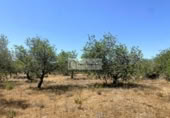 Земля на продажу у города el Perelló Фото