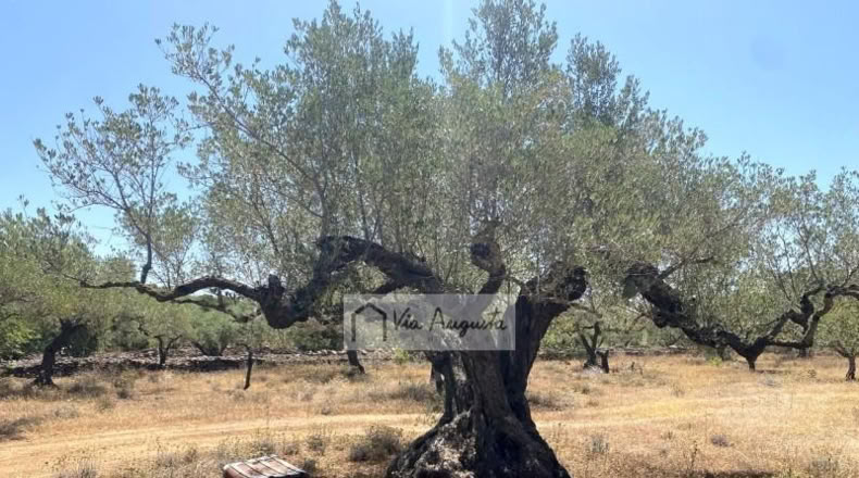 Tarragona - el Perelló - 6051m2