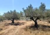 Земля на продажу у города el Perelló Фото