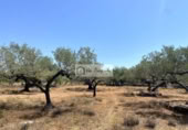 Земля на продажу у города el Perelló Фото