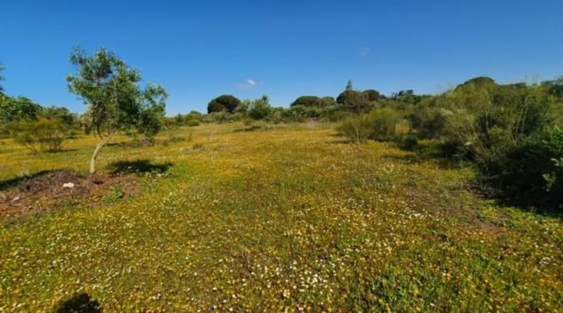 Кадис - San José del Valle - 4000m2
