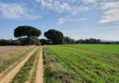 Non-developable land for sale on España, San José del Valle, ref: TR337374 photo
