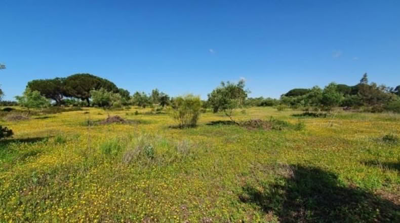 Кадис - San José del Valle - 4000m2