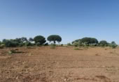 Non-developable land for sale on España, San José del Valle, ref: TR337374 photo