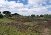 Non-developable land for sale on España, San José del Valle, ref: TR337374 photo