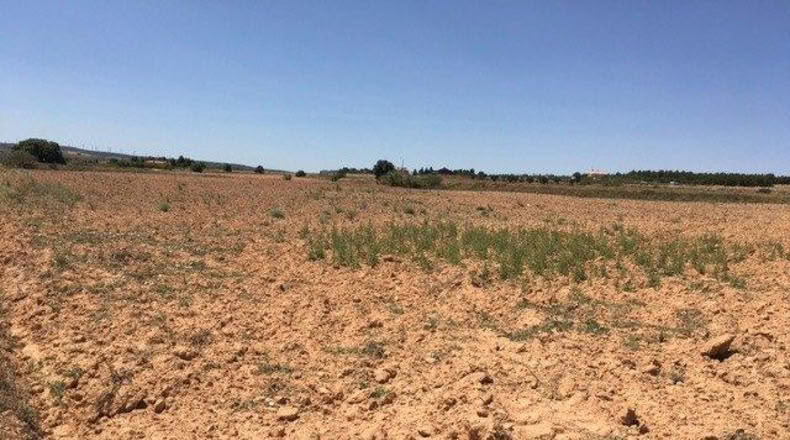 Albacete - Almansa - 16273m2