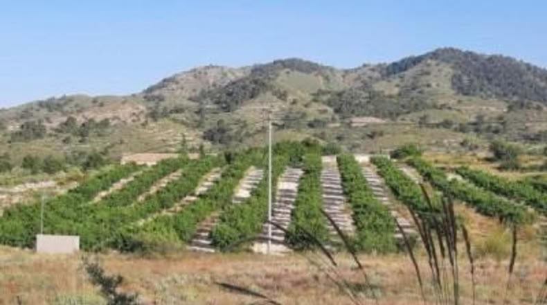 Alicante - Monóvar - 6273m2
