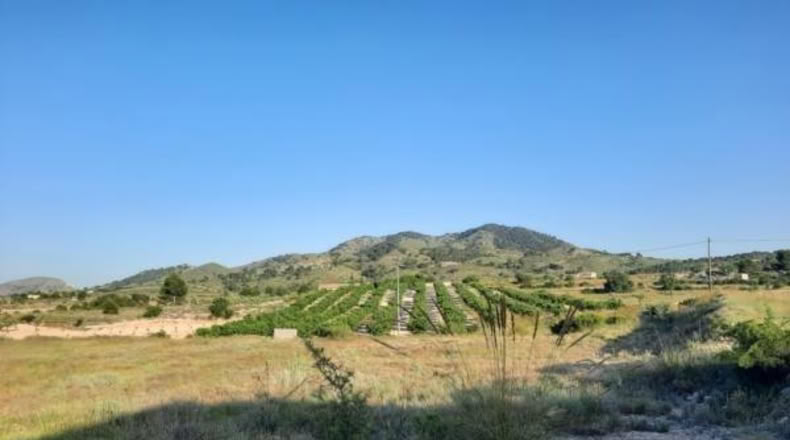 Alicante - Monóvar - 6273m2