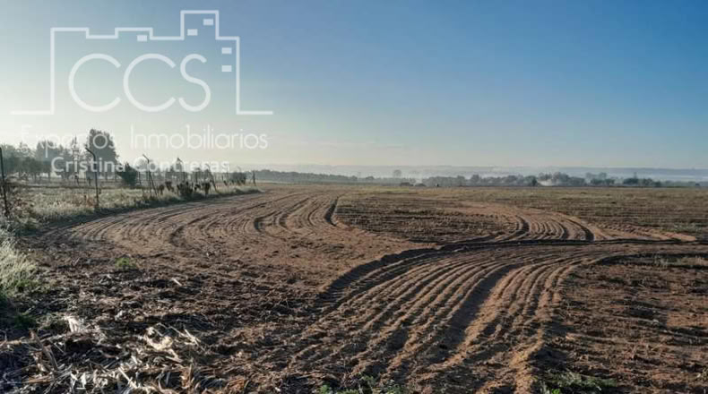 Huelva - Almonte - 25000m2