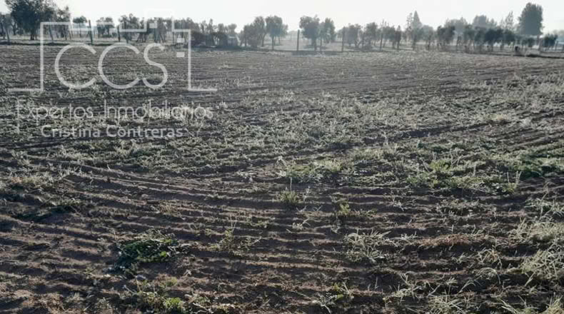 Huelva - Almonte - 25000m2