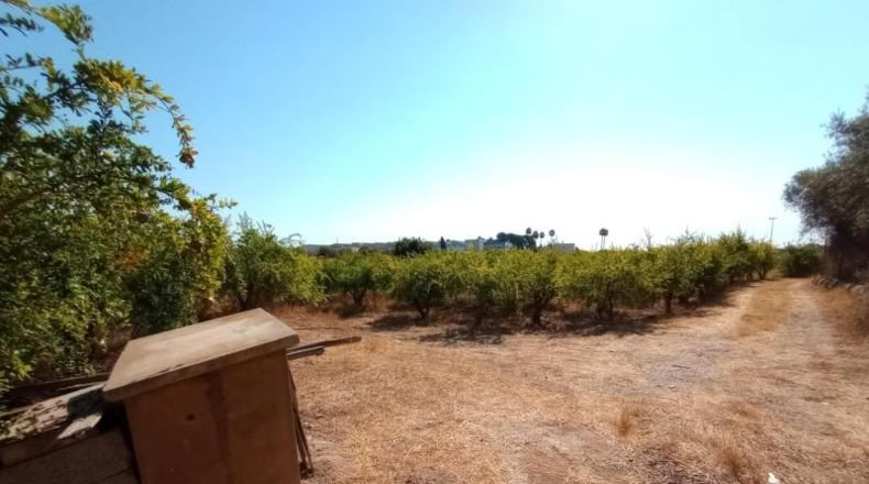 Alicante - Albatera - 11246m2