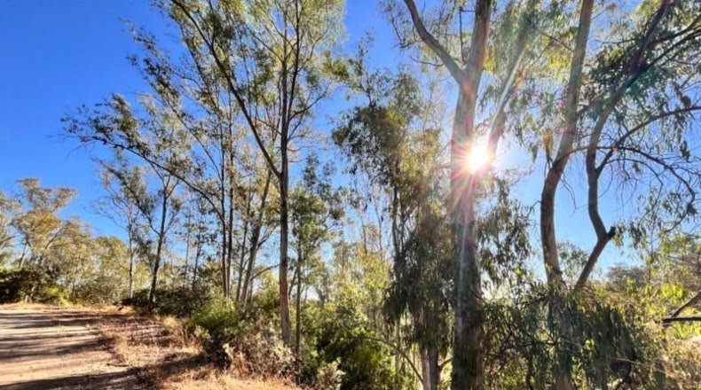 Sevilla - Guillena - 4000m2