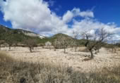 Land suitable for development for sale on España, Monóvar, ref: TR113275 photo
