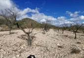 Land suitable for development for sale on España, Monóvar, ref: TR113275 photo