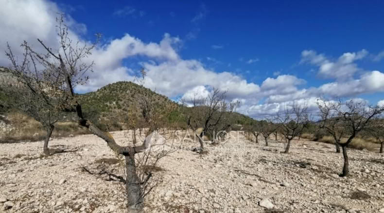 Alicante - Monóvar - 16059m2