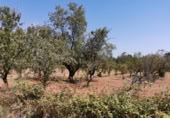 Terreny no urbanitzable en venda a la España, Orba, ref.: TR113489 foto