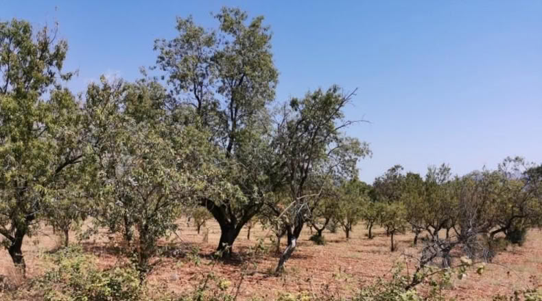 Alicante - Orba - 3500m2