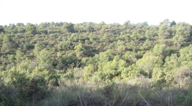 Granada - Дейфонтес - 20000m2