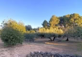 Terreno no urbanizable en venta en la España, el Perelló, ref: TR121073 foto