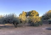 Terreno no urbanizable en venta en la España, el Perelló, ref: TR121073 foto