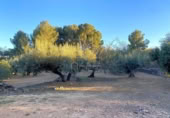 Terreno no urbanizable en venta en la España, el Perelló, ref: TR121073 foto