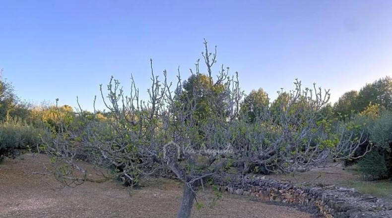 Tarragona - el Perelló - 4969m2