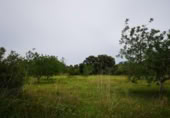 Land suitable for development for sale on España, Cervera del Maestre, ref: TR120749 photo