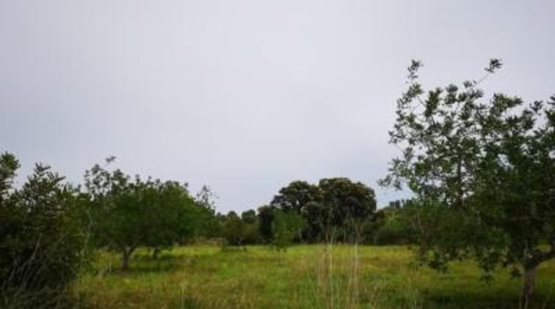 Castellón - Cervera del Maestrat - 15060m2