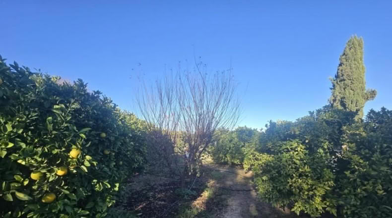 Мурсия - Molina de Segura - 646m2