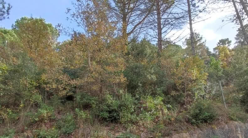 Barcelona - Monistrol de Calders - 589m2