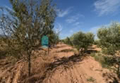 Terreny no urbanitzable en venda a la España, Fuente Álamo, ref.: TR337644 foto