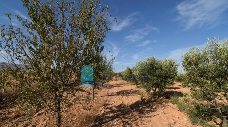 Murcia - Фуэнте Аламо де Мурсия - 15967m2