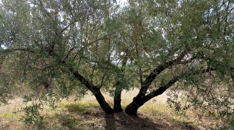 Jaén - Martos - 15594m2