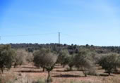 Terreny no urbanitzable en venda a la España, la Vall d'Alba, ref.: TR237231 foto