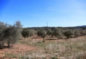 Terreny no urbanitzable en venda a la España, la Vall d'Alba, ref.: TR237231 foto