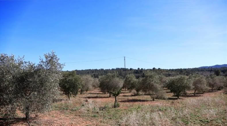 Castellon - Vall d'Alba - 12283m2