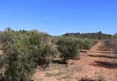 Terreny no urbanitzable en venda a la España, la Vall d'Alba, ref.: TR237231 foto
