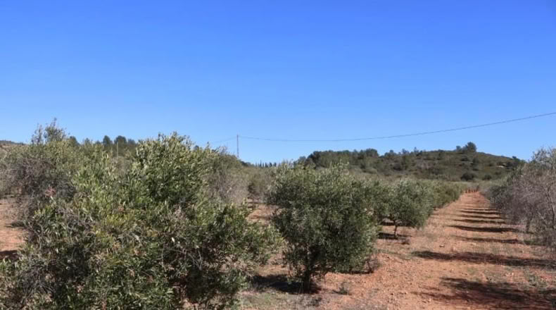 Castellon - Vall d'Alba - 12283m2