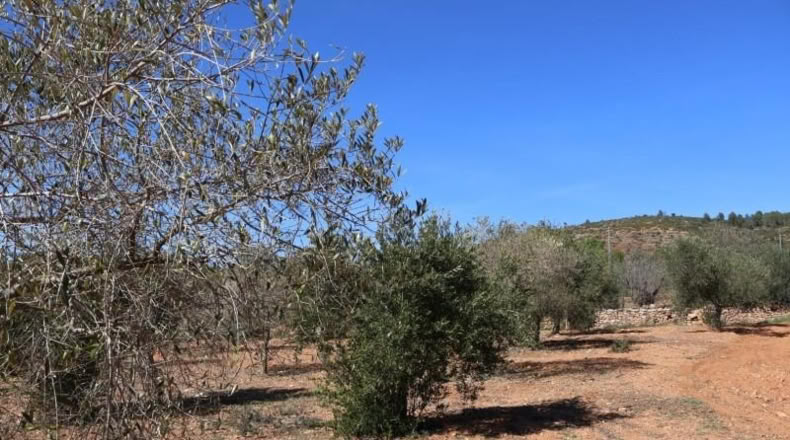 Castellon - Vall d'Alba - 12283m2