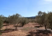 Terreny no urbanitzable en venda a la España, la Vall d'Alba, ref.: TR237231 foto