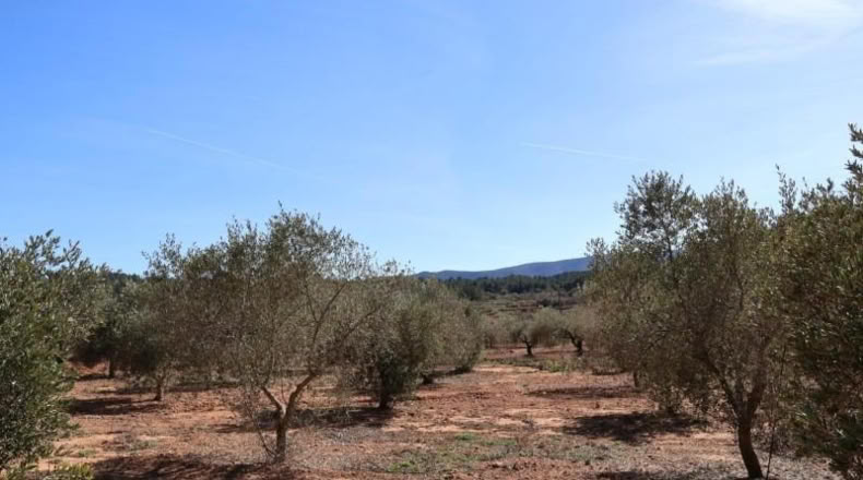 Castellon - Vall d'Alba - 12283m2