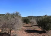 Terreny no urbanitzable en venda a la España, la Vall d'Alba, ref.: TR237231 foto