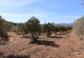 Terreny no urbanitzable en venda a la España, la Vall d'Alba, ref.: TR237231 foto