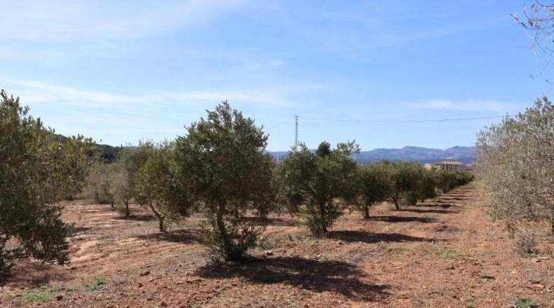 Castellon - Vall d'Alba - 12283m2